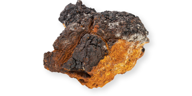  - Inonotus obliquus