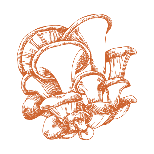 Golden oyster mushroom