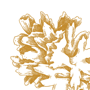 A treasured mushroom with remarkable properties