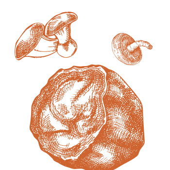 The secret of vitality