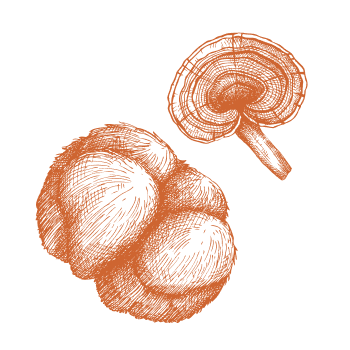 Power and energy from nature