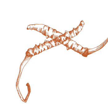 Enhance your vitality