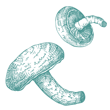  A tradition for thousands of years to support the body