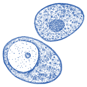 A premium choice for everyday well-being